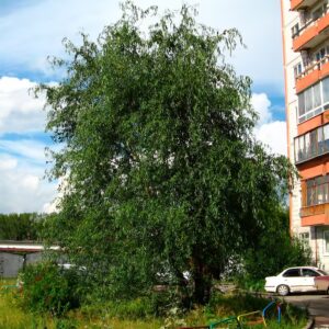 Ива Свердловская извилистая