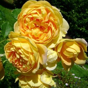 Роза английская Голден Селебрейшн