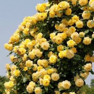 Роза плетистая (клаймбер) Гольдштерн