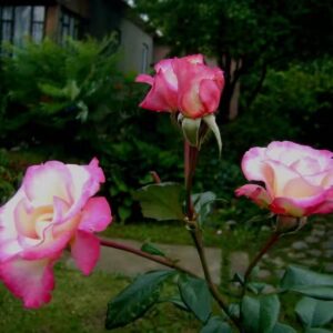 Роза флорибунда Лео Ферре