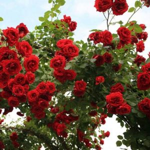 Роза плетистая (клаймбер) Симпати