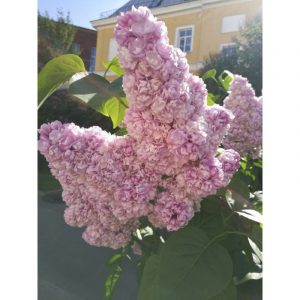 Сирень обыкновенная Михайло Ломоносов