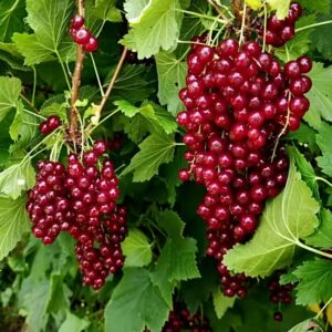 Смородина красная Кузьмина