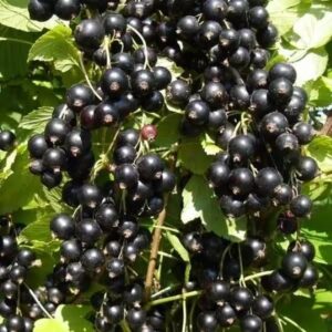 Смородина черная Зеленая дымка