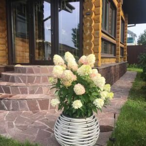 Гортензия метельчатая Литтл Фреско