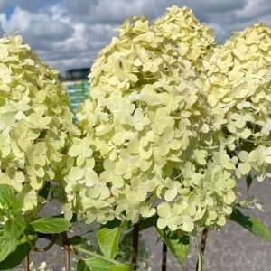 Гортензия метельчатая Панателла